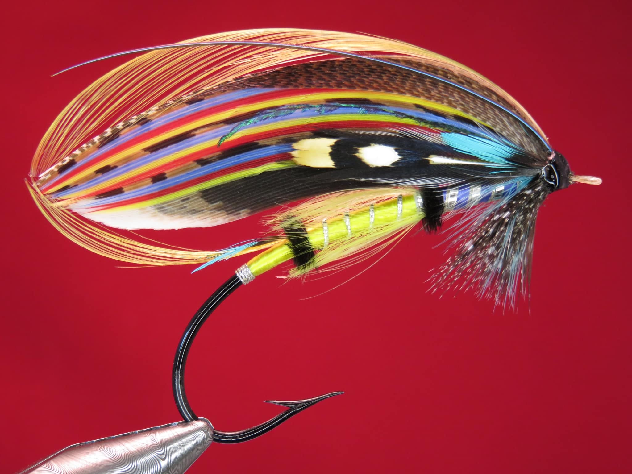 Brian Williams - Blue Jock Scott - August 2024