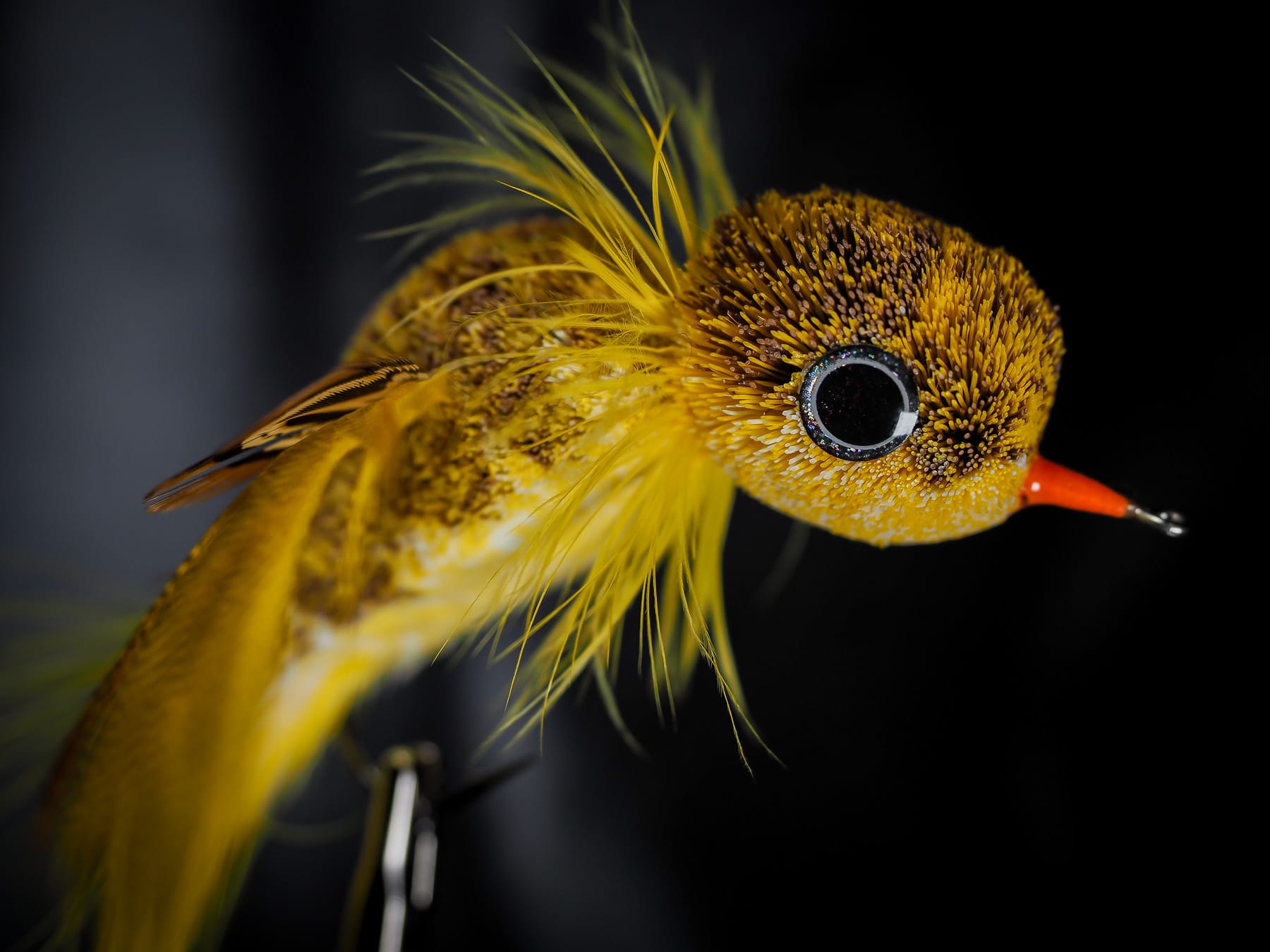 Garrett Lesko - Bird Display