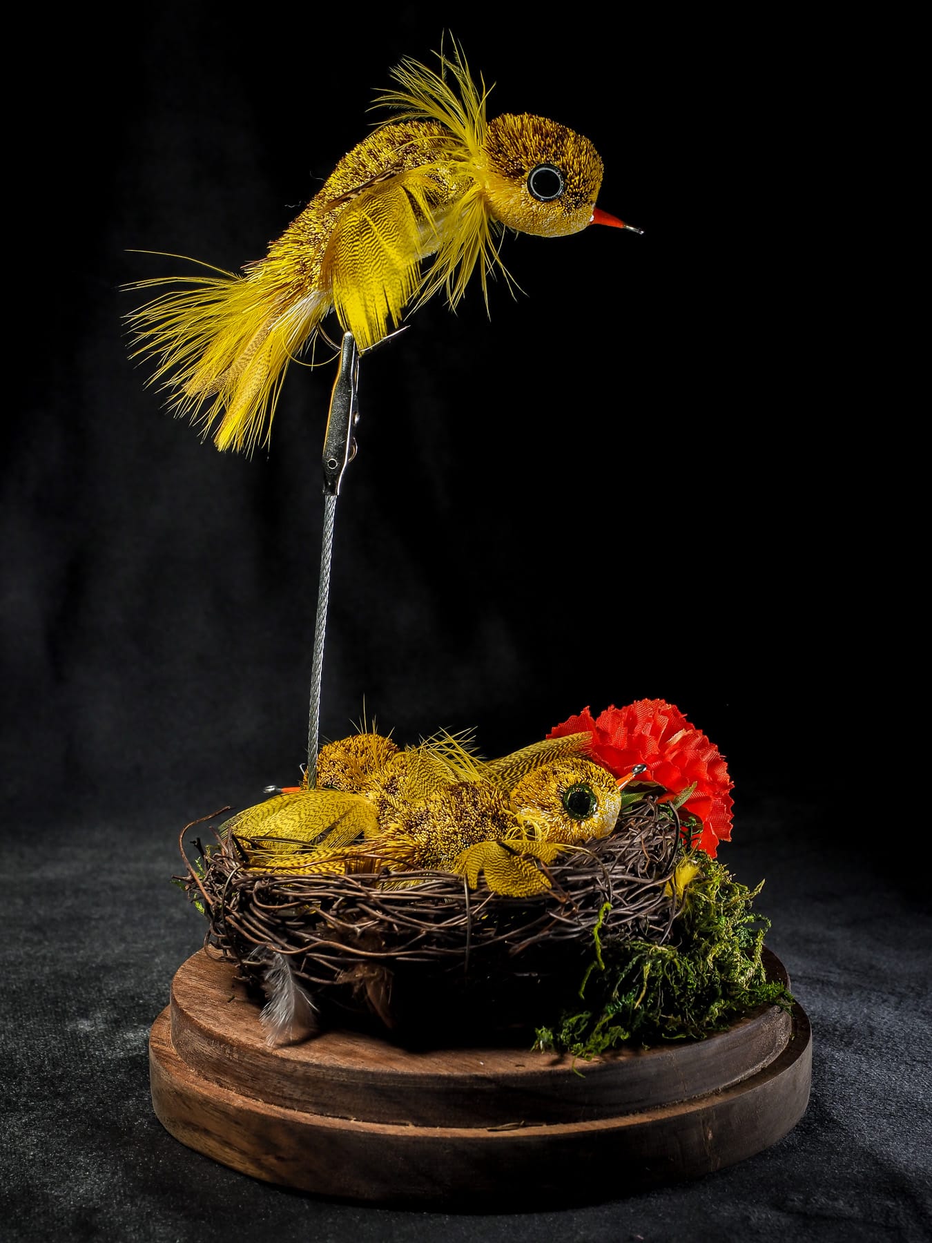 Garrett Lesko - Bird Display