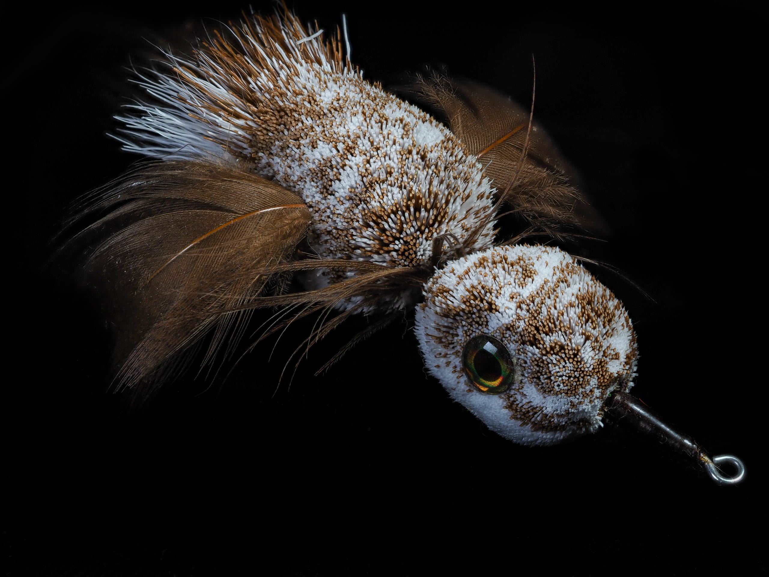 Garrett Lesko - Bird