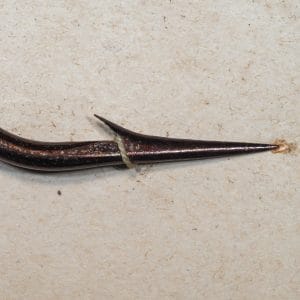 Mustad 3625 point — flat/bottom view showing point taper, barb position, and sharp tip geometry