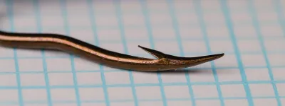 Mustad 35881 Double Live Bait Hook size 1/0 — side profile showing paired bends and straight ball eye — bronzed finish on measurement grid