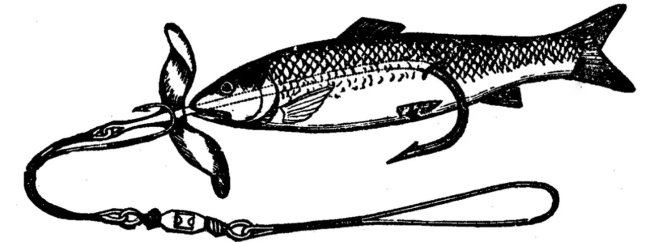 Engraving of a small fish rigged on a snelled hook with swivel and loop